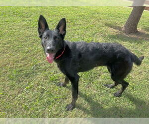 German Shepherd Dog-Unknown Mix Dogs for adoption in Plano, TX, USA