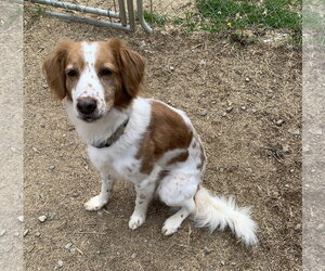 Brittany-Unknown Mix Dogs for adoption in Curwensville, PA, USA
