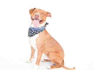 American Pit Bull Terrier-Labrador Retriever Mix Dogs for adoption in Orlando, FL, USA