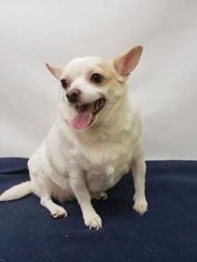 Chihuahua Dogs for adoption in Phoenix , AZ, USA