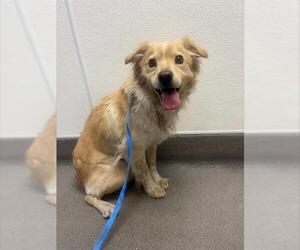 Australian Shepherd-Unknown Mix Dogs for adoption in HESPERIA, CA, USA
