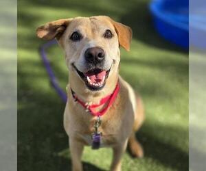 Labrador Retriever-Unknown Mix Dogs for adoption in Las Vegas, NV, USA