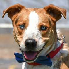 American Staffordshire Terrier-Australian Shepherd Mix Dogs for adoption in Huntley, IL, USA