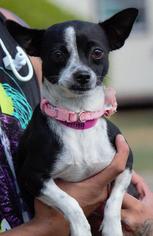 Chihuahua Dogs for adoption in Columbus, GA, USA