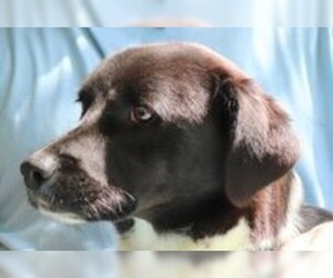Borador Dogs for adoption in Yardley, PA, USA