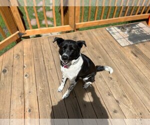 Mutt Dogs for adoption in Evergreen, CO, USA