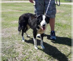 Border Collie Dogs for adoption in Newcastle, OK, USA