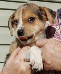 Small Catahoula Leopard Dog Mix