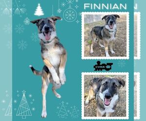 Collie-Unknown Mix Dogs for adoption in Lindsay, CA, USA