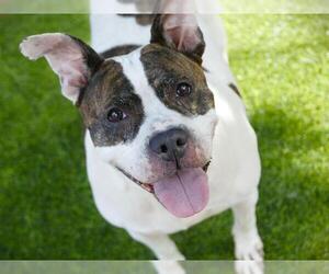 American Bulldog-Unknown Mix Dogs for adoption in Tallahassee, FL, USA