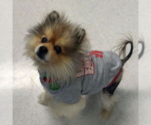 Pomeranian Dogs for adoption in Rohnert Park, CA, USA