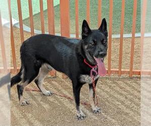 German Shepherd Dog-Unknown Mix Dogs for adoption in Las Vegas, NV, USA