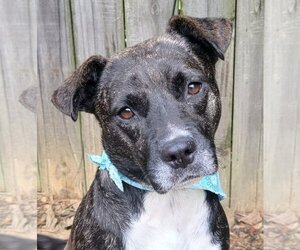 American Pit Bull Terrier Dogs for adoption in Wetumpka, AL, USA