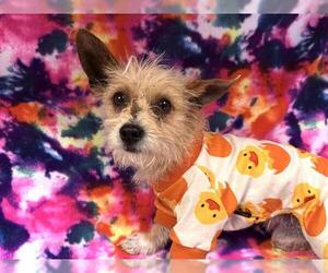 Cairn Terrier-Unknown Mix Dogs for adoption in HESPERIA, CA, USA