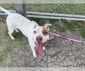 American Pit Bull Terrier-Unknown Mix Dogs for adoption in Corpus Christi, TX, USA