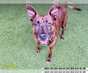 German Shepherd Dog-Unknown Mix Dogs for adoption in West Palm Beach, FL, USA