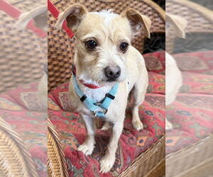 Chihuahua-Unknown Mix Dogs for adoption in Mundelein, IL, USA