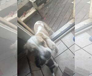 Spaniel-Unknown Mix Dogs for adoption in Atlanta, GA, USA