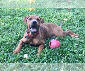 Mastiff-Redbone Coonhound Mix Dogs for adoption in Seminole, FL, USA