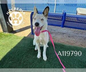 Border Collie-Unknown Mix Dogs for adoption in HESPERIA, CA, USA