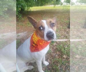 Jack Russell Terrier Dogs for adoption in Orlando, FL, USA