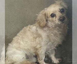 Chiweenie Dogs for adoption in San Bernardino, CA, USA