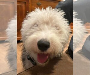 Old English Sheepdog-Unknown Mix Dogs for adoption in Escondido, CA, USA
