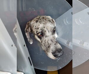 Great Dane Dogs for adoption in Palm Beach, FL, USA