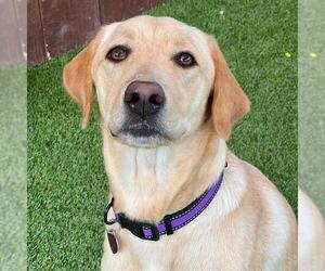 Labrador Retriever-Unknown Mix Dogs for adoption in San Diego, CA, USA