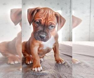 Boxweiler Dogs for adoption in Sheridan, CO, USA