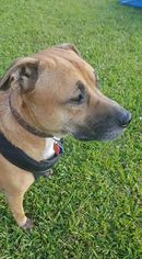 Black Mouth Cur Dogs for adoption in Kaplan, LA, USA