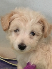 Maltese Dogs for adoption in Signal Hill, CA, USA