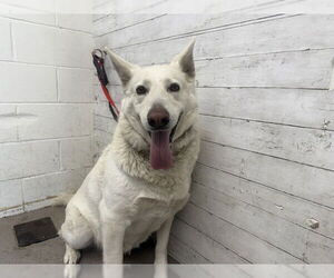 Gerberian Shepsky Dogs for adoption in San Bernardino, CA, USA