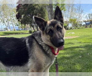 German Shepherd Dog Dogs for adoption in Martinez, CA, USA