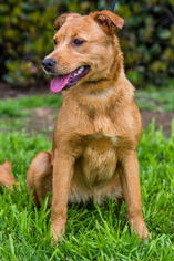 Small Carolina Dog-Labrador Retriever Mix
