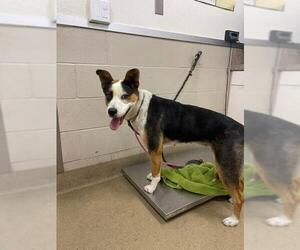 Mutt Dogs for adoption in Santa Maria, CA, USA