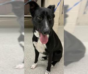 Labrador Retriever Dogs for adoption in Conroe, TX, USA