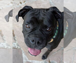 Boxer Dogs for adoption in  Katy, TX, USA