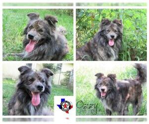 Mutt Dogs for adoption in Longview, TX, USA