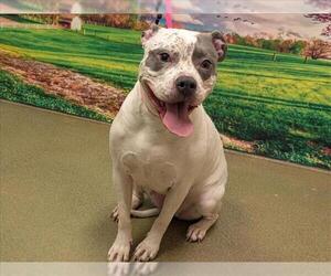 American Pit Bull Terrier-Unknown Mix Dogs for adoption in Moreno Valley, CA, USA