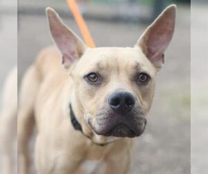 American Staffordshire Terrier-Unknown Mix Dogs for adoption in San Antonio, TX, USA