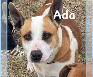 Mutt Dogs for adoption in Rockaway, NJ, USA