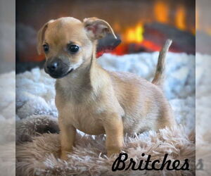 Chihuahua-Unknown Mix Dogs for adoption in Chino Hills, CA, USA