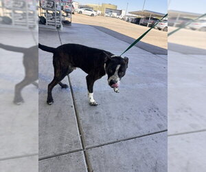 Mutt Dogs for adoption in Bakersfield, CA, USA