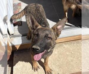 German Shepherd Dog-Unknown Mix Dogs for adoption in Incline Village, NV, USA