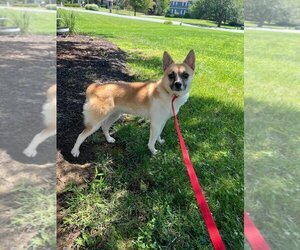 Shiranian Dogs for adoption in Woodbridge , NJ, USA