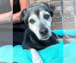 Mutt Dogs for adoption in Boonton, NJ, USA