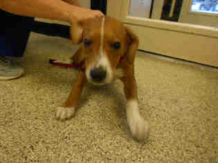 Beagle Dogs for adoption in Georgetown, TX, USA
