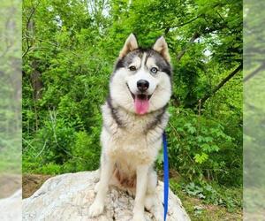 Siberian Husky-Unknown Mix Dogs for adoption in Burlington, NC, USA