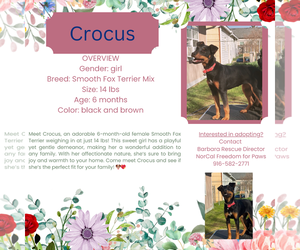 Mutt Dogs for adoption in Rancho Cordova, CA, USA